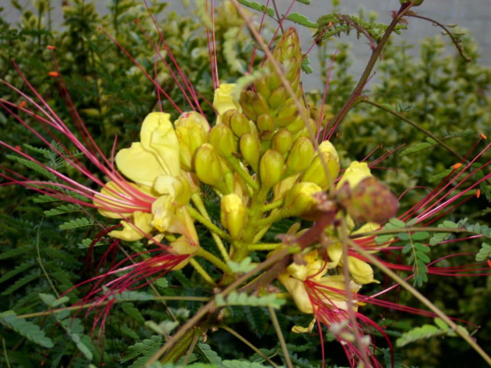 Schöne Blumen rund um das Hotel Hotel Zornitza Sands