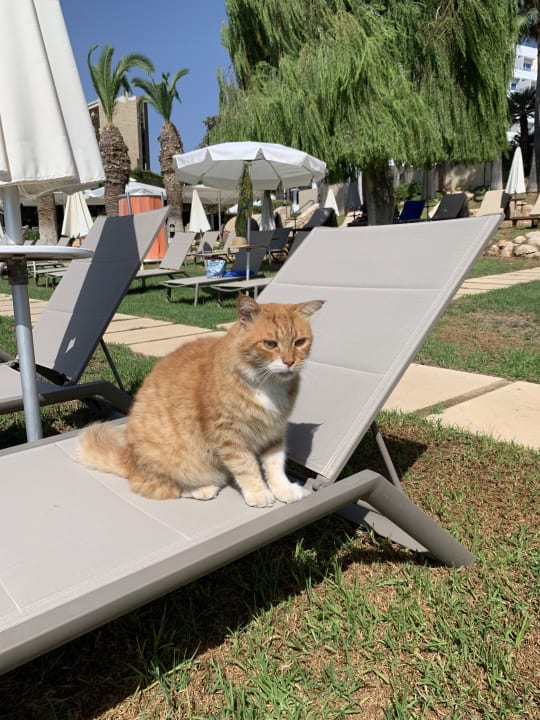 Gartenanlage Mediterranean Beach Hotel