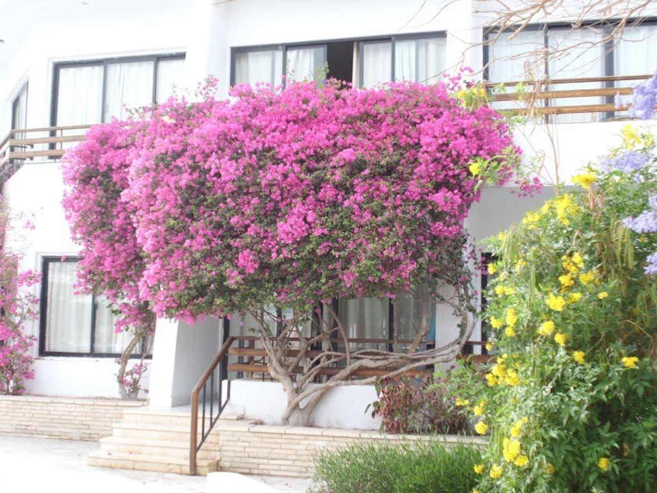 Gartenanlage  The Grand Hotel Hurghada