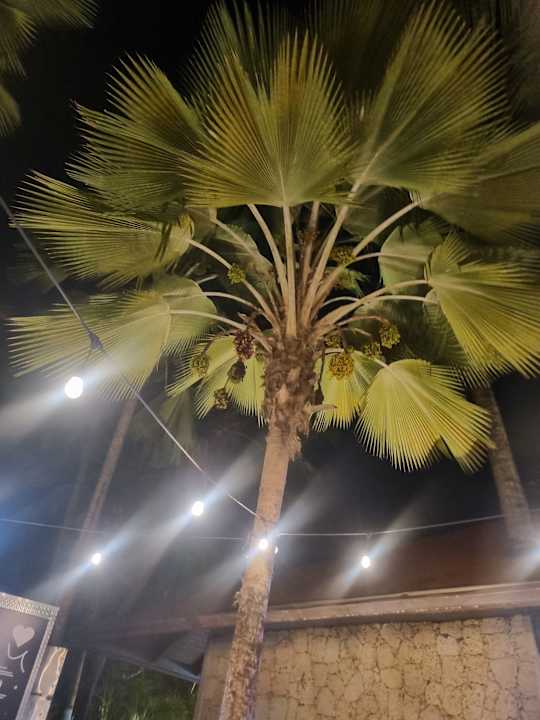 Gartenanlage TRS Turquesa Hotel - Adults only