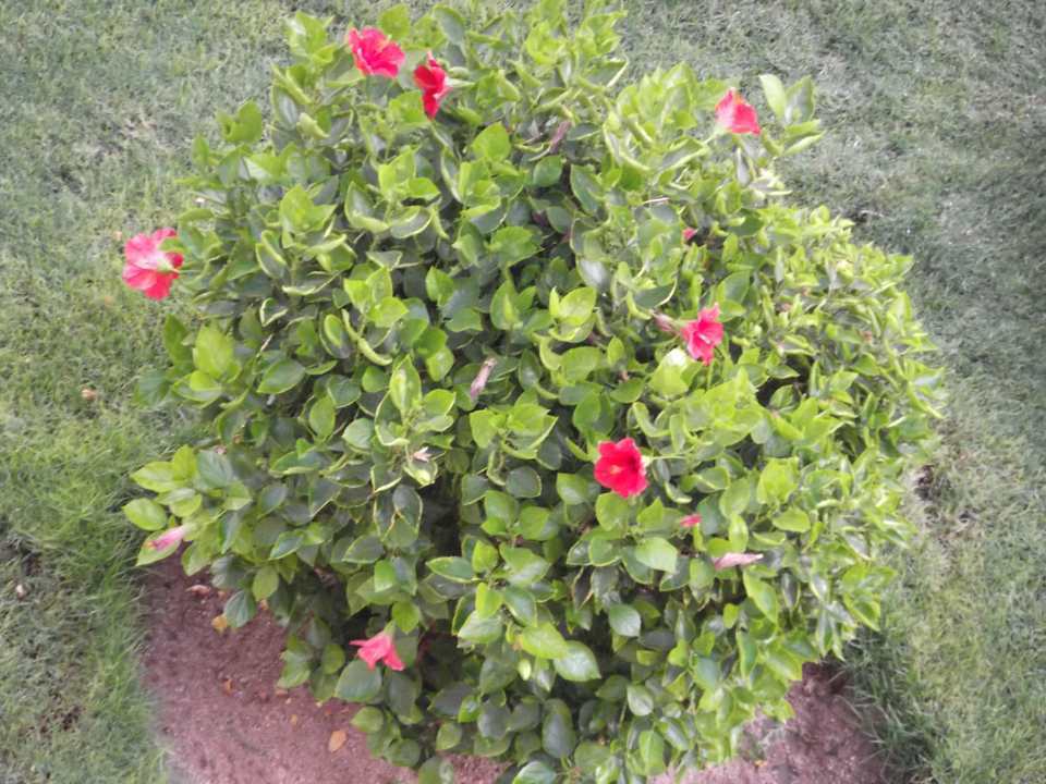 Blumen Pickalbatros Palace Resort