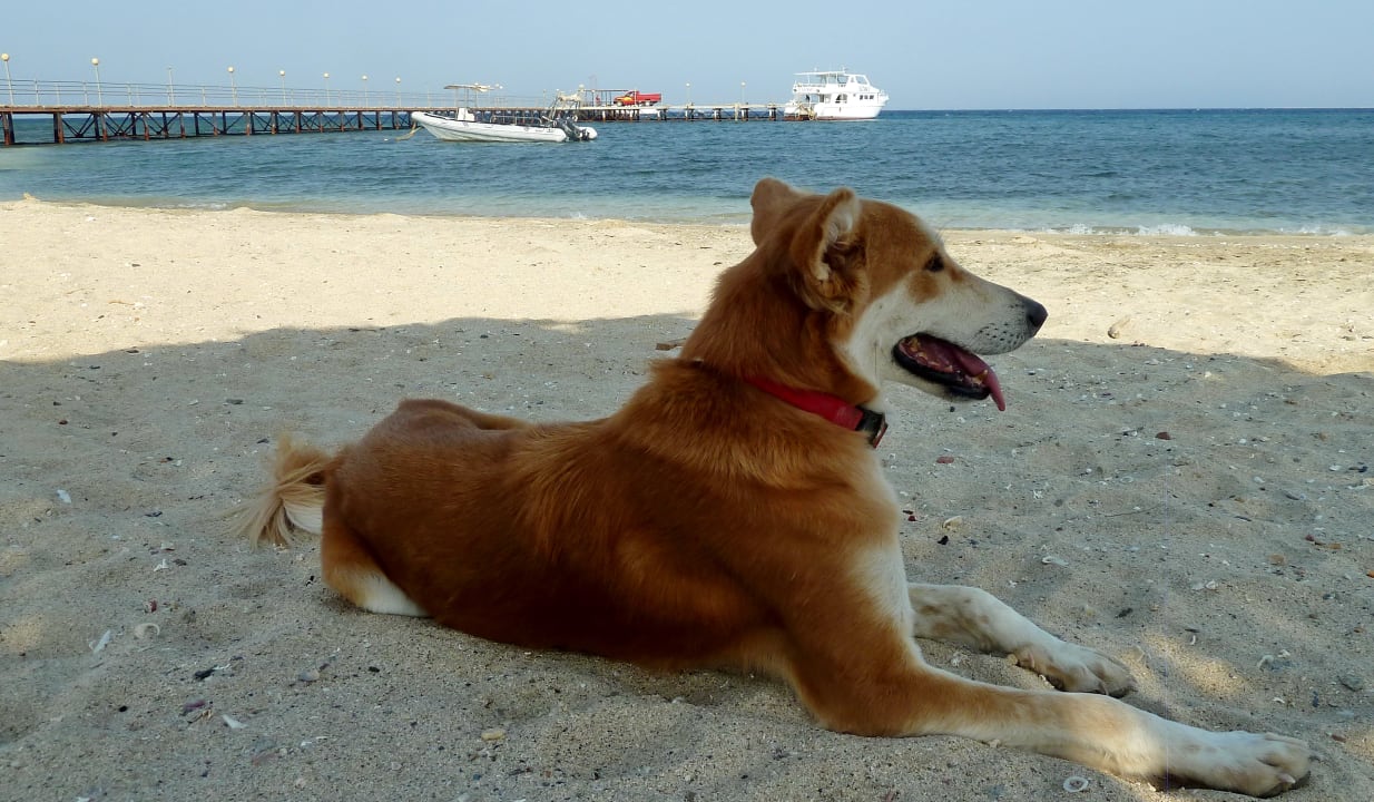 Strand Shams Alam Beach Resort