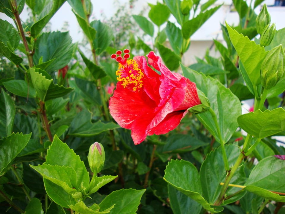 Отель Hotel Horizon Beach