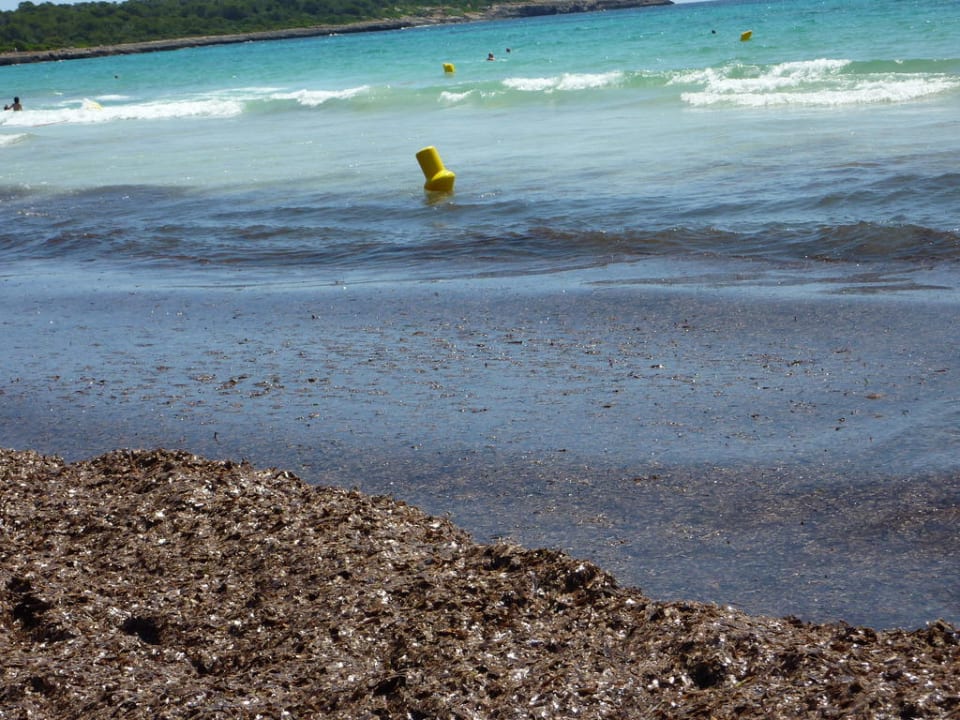 Seegras Hipotels Mediterraneo