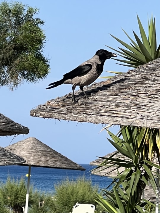 Sonstiges Pegasos Deluxe Beach Hotel