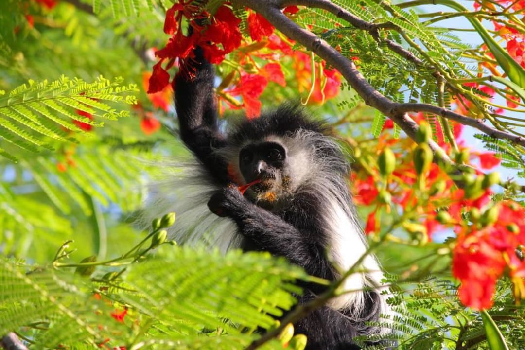 Colobus Affe bei der Mahlzeit Hotel Papillon Lagoon Reef