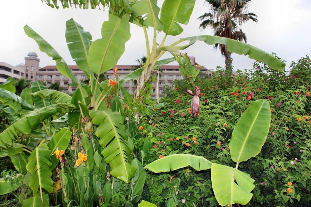 Bananen im Garten Kaya Belek Hotel