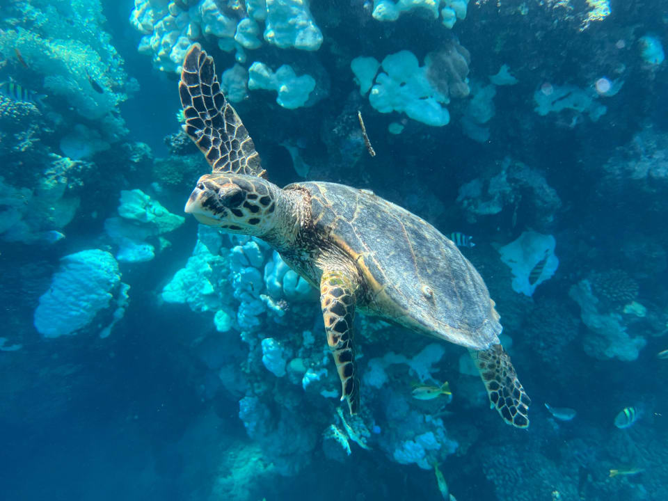 Strand Steigenberger Resort Alaya Marsa Alam - Red Sea - Adults only