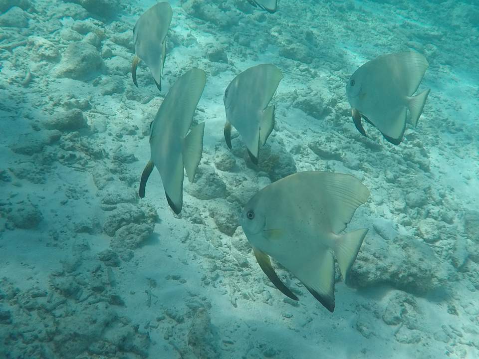 Sonstiges Angaga Island Resort