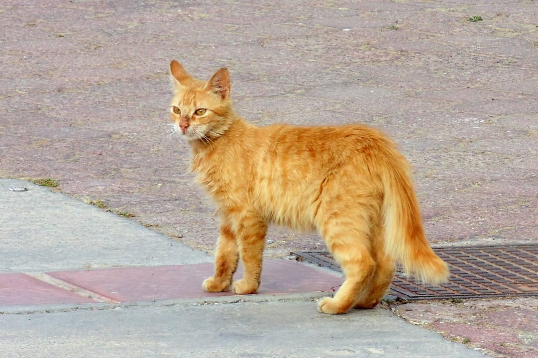 El Mouradi Hammamet  El Mouradi Hammamet