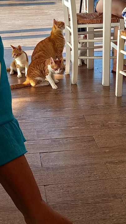 Gastro Anavadia Hotel