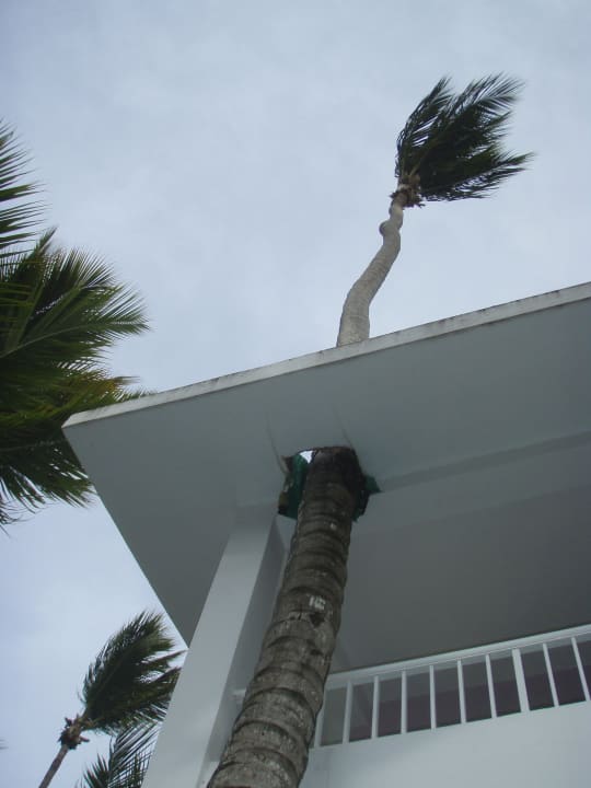 Naturschutz auf Doniniknisch Hotel Riu Bambu
