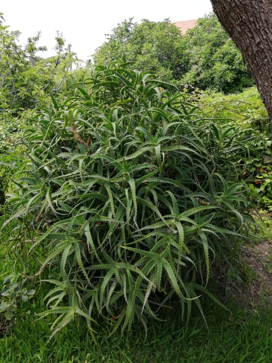 Gartenanlage Hotel Park Imperial Terme