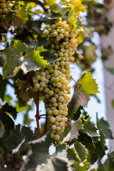 Sonstiges Hotel Türk Evi-Eski Ev