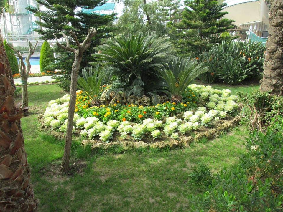 Eines von vielen Blumenfeldern Hotel Delphin Diva