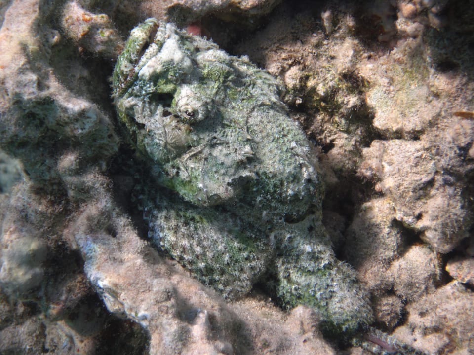 Strand Makadi Spa - Adults only