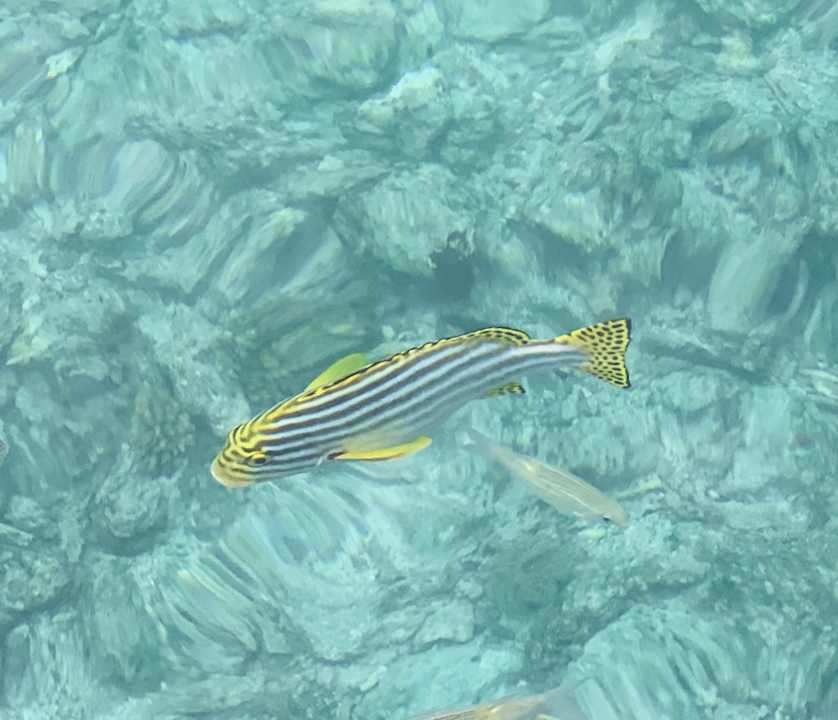 Strand Summer Island Maldives