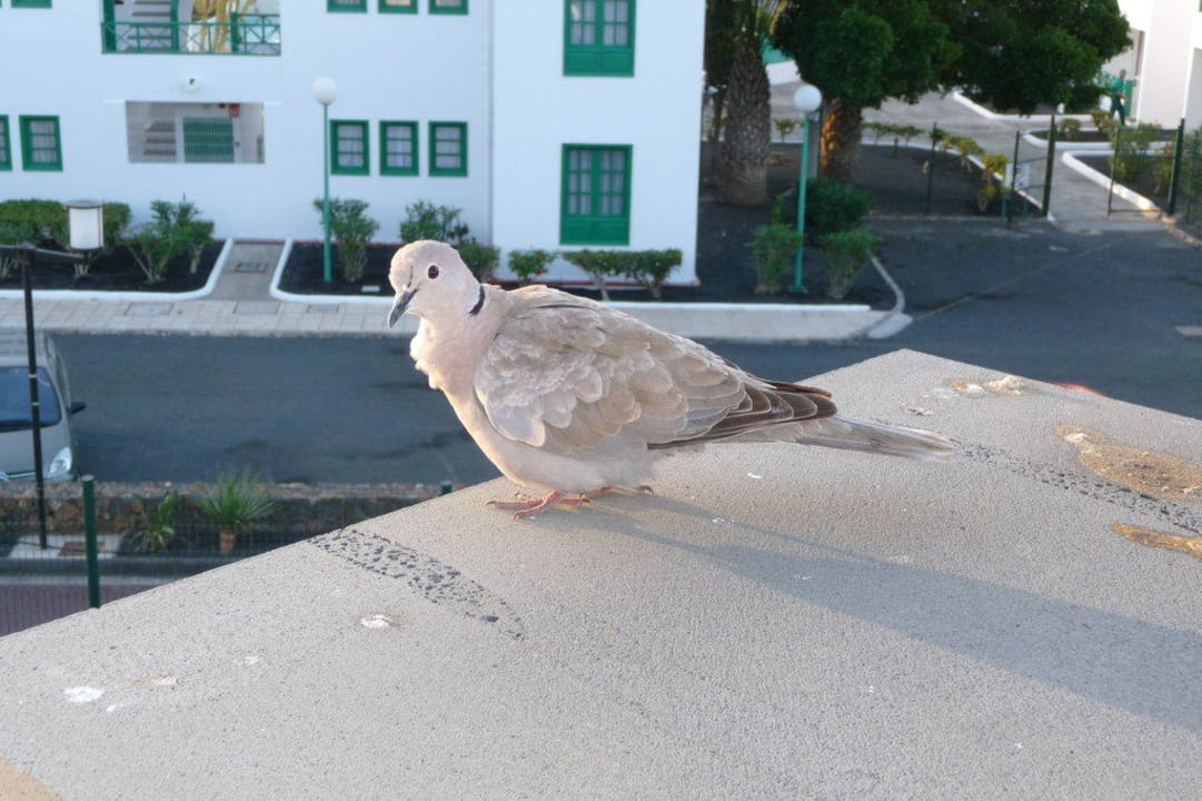 Besuch von Oben  allsun App.-Hotel Albatros