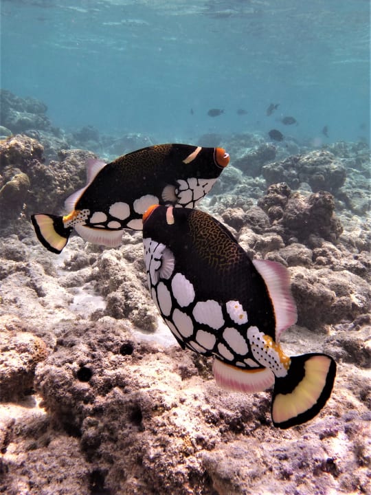 Sport & Freizeit NH Collection Maldives Reethi Resort