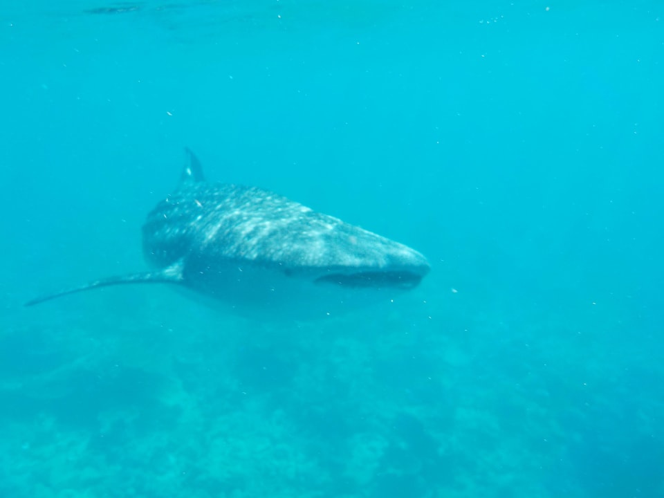 Walhai, Schnorchelausflug Vilamendhoo Island Resort & Spa