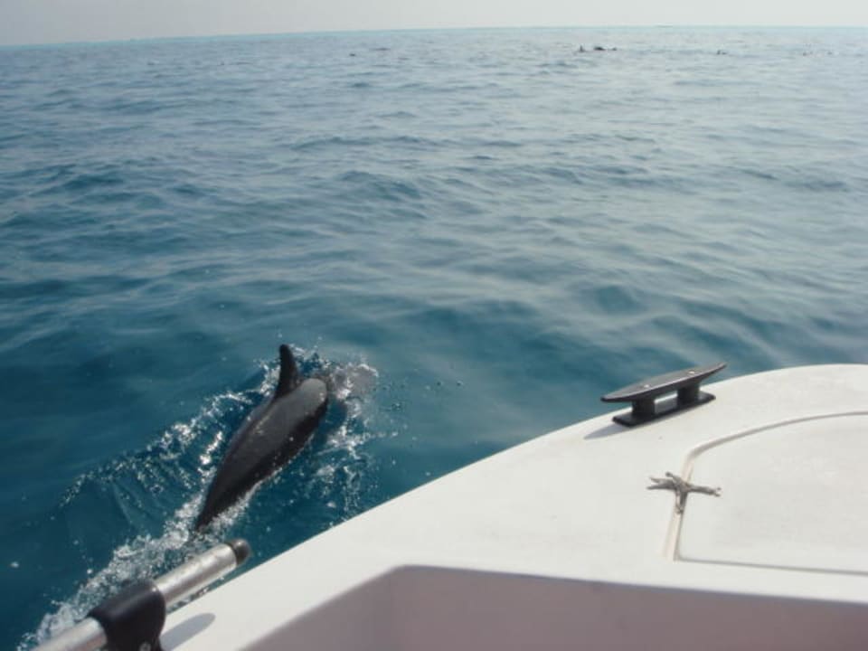 Delphinsafari NH Collection Maldives Reethi Resort