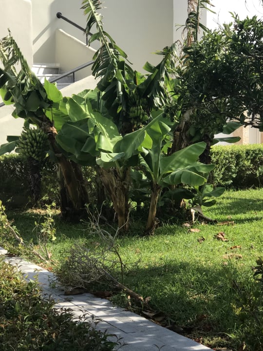 Gartenanlage Ilios K Village Resort