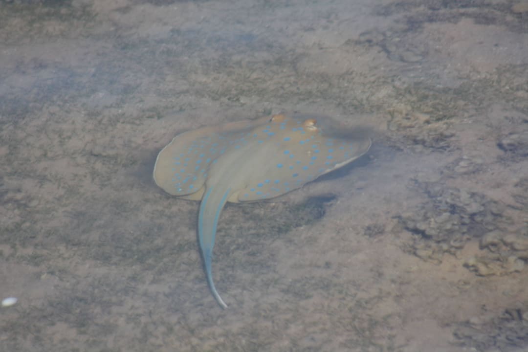 Скатик Stella Garden Resort & Spa, Makadi Bay