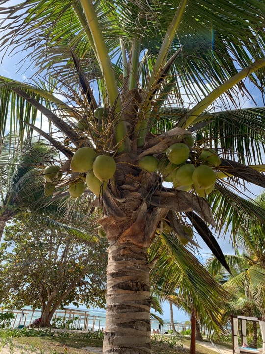 Gartenanlage Akumal Bay Beach & Wellness Resort