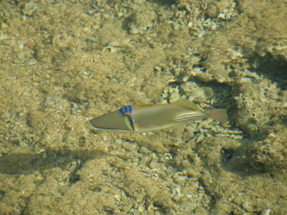 Rybka Picasso Pickalbatros Royal Moderna Resort-Sharm El Sheikh