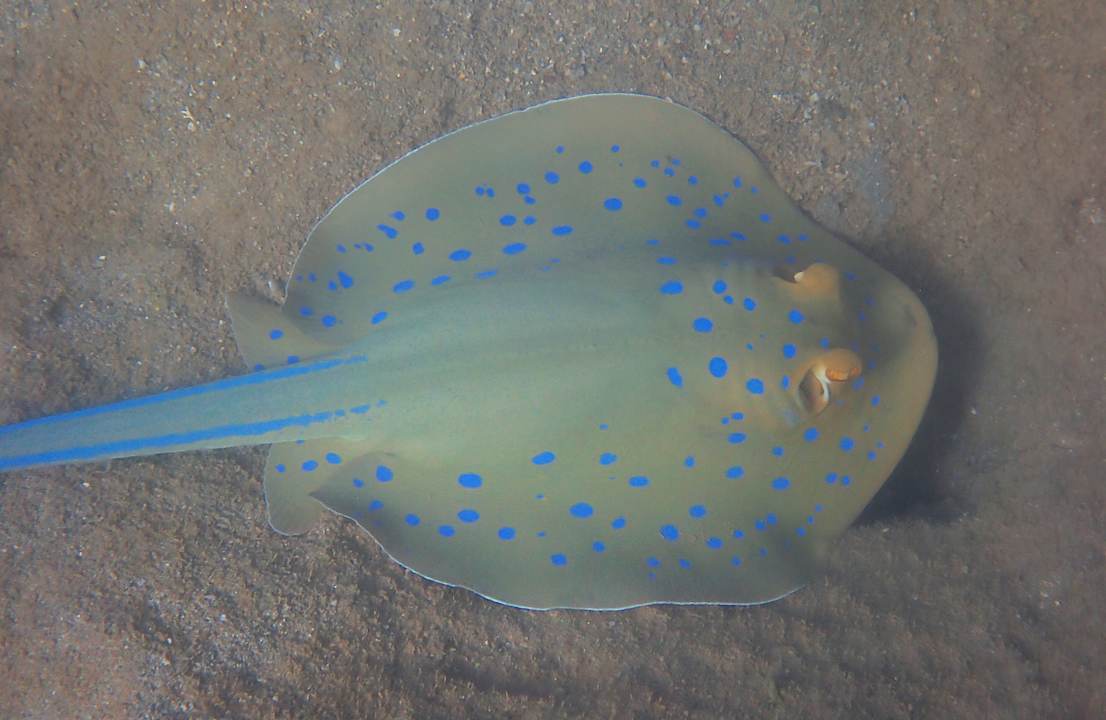 Sonstiges Shams Alam Beach Resort