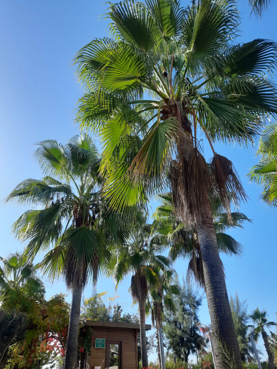 Gartenanlage Sentido Trendy Verbena Beach