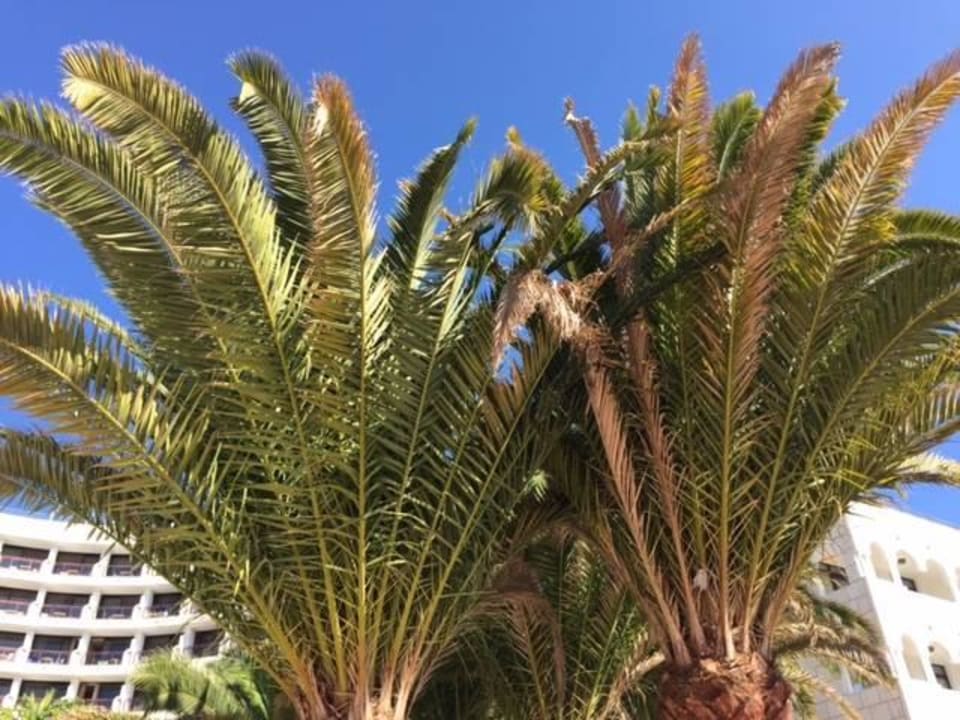 Super Anlage Seaside Hotel Sandy Beach