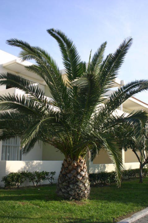 Palme Kipriotis Village Resort