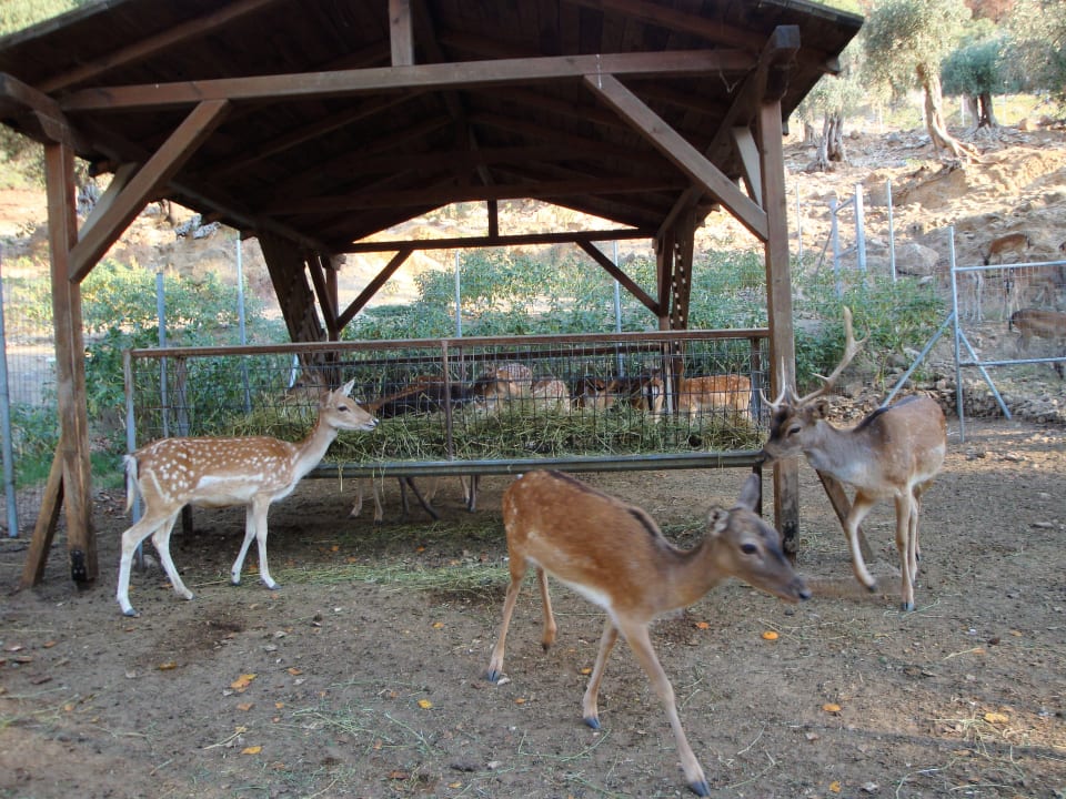 Sport & Freizeit Hotel Makryammos Bungalows