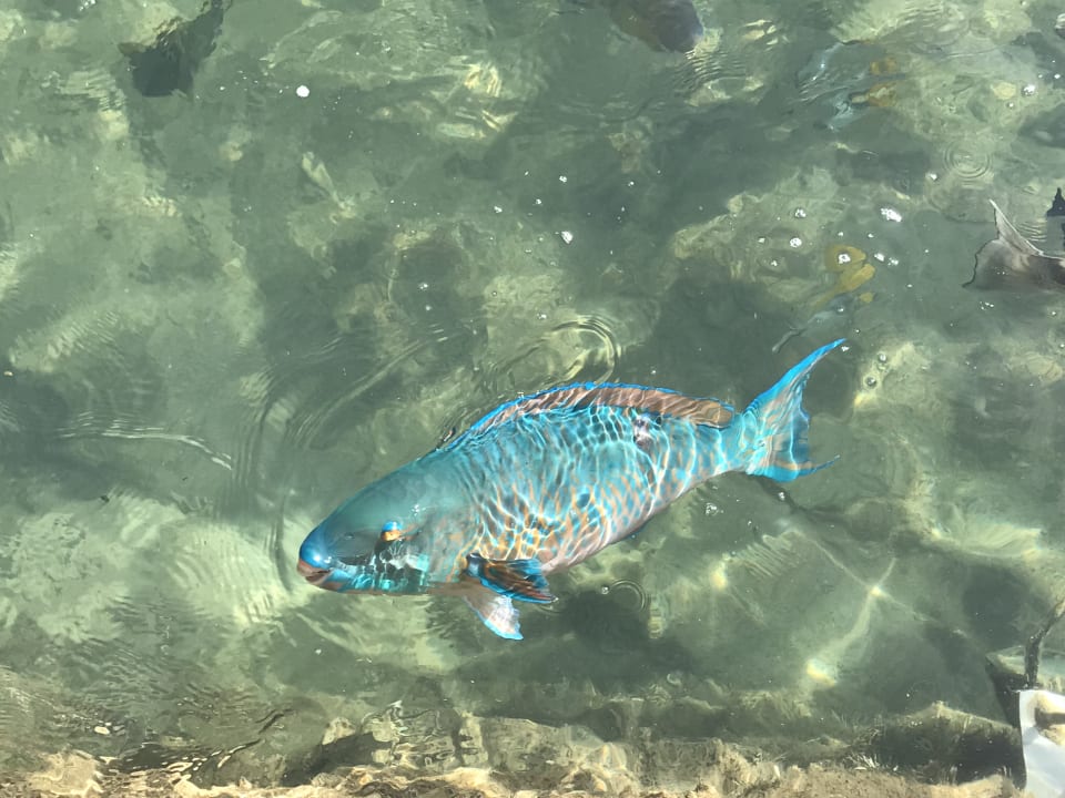 Strand Pickalbatros Dana Beach Resort - Hurghada
