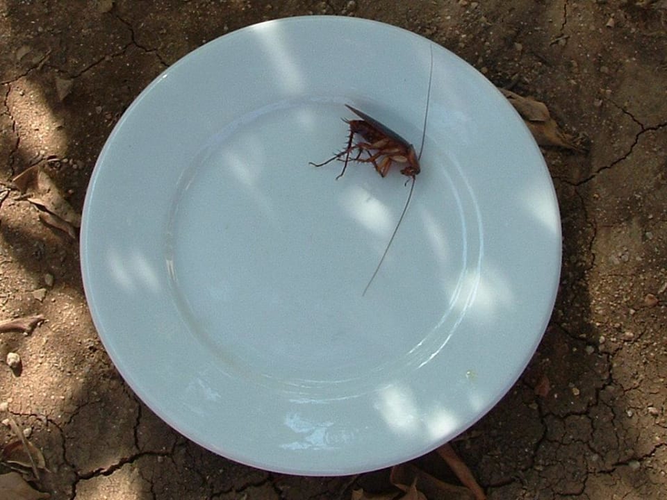 Kakerlake die ich im Zimmer gefangen habe Giftun Azur Resort