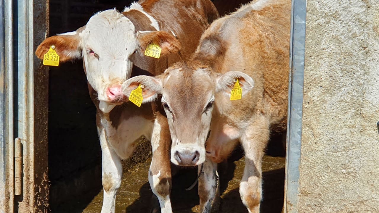 Gartenanlage Seimehof