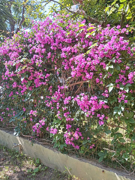 Gartenanlage Solivia Hotel