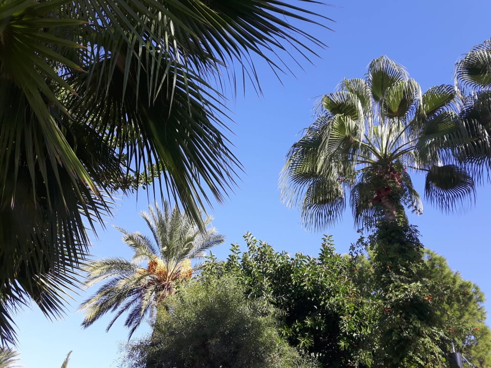 14 Tage nur Sonne ... Lonicera Resort & Spa Hotel