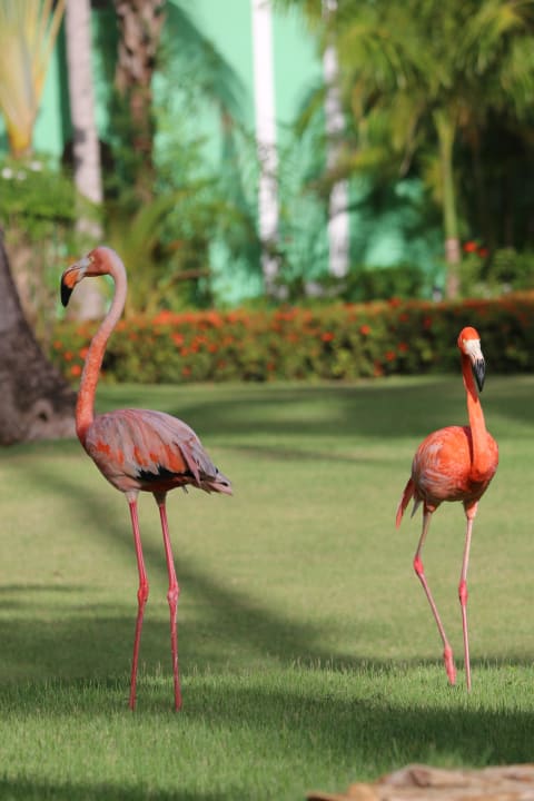 Flamingos TRS Turquesa Hotel - Adults only