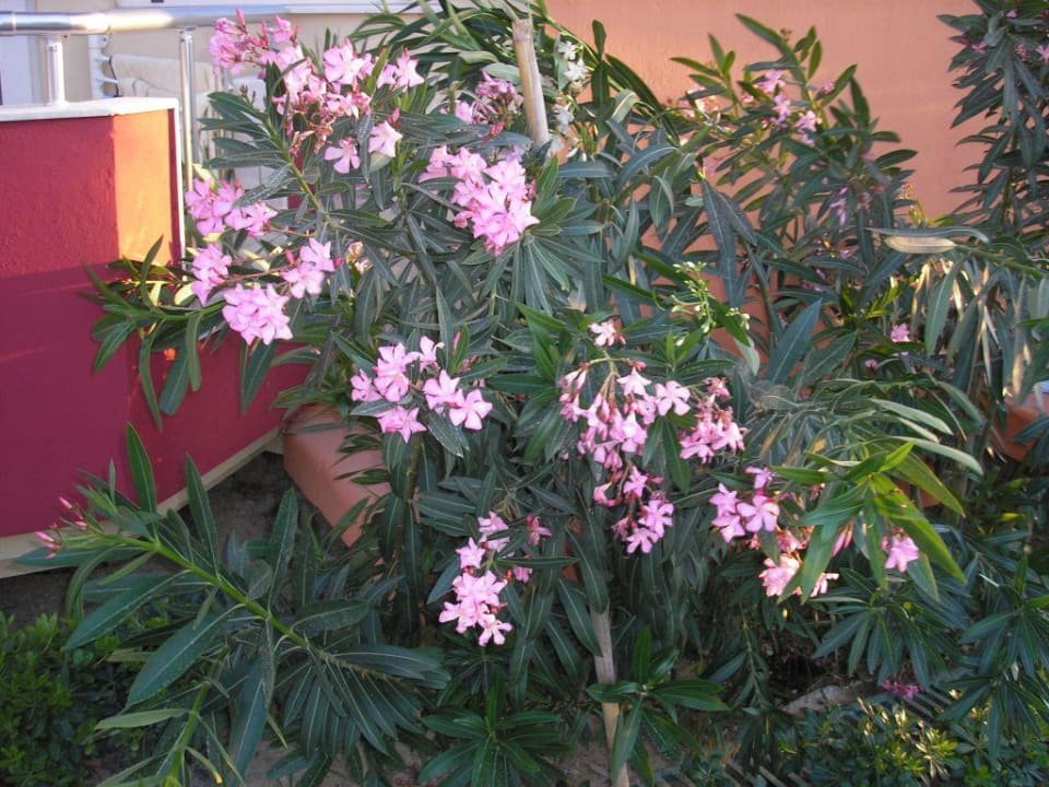 Blütenpracht Hotel Orfeus Park