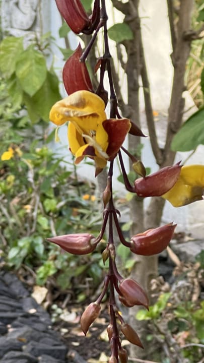 Gartenanlage Quinta Jardins do Lago