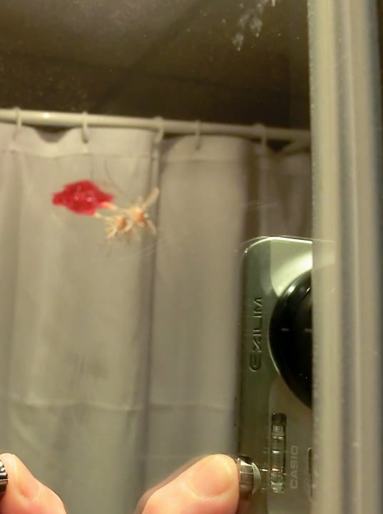 Erschlagene Moskitos mit Blut Valentin Reina Paguera