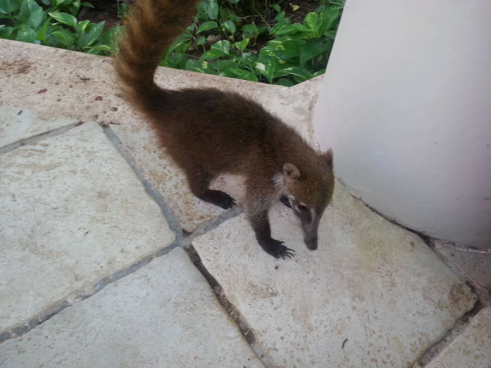 Hotel Catalonia Playa Maroma Catalonia Playa Maroma