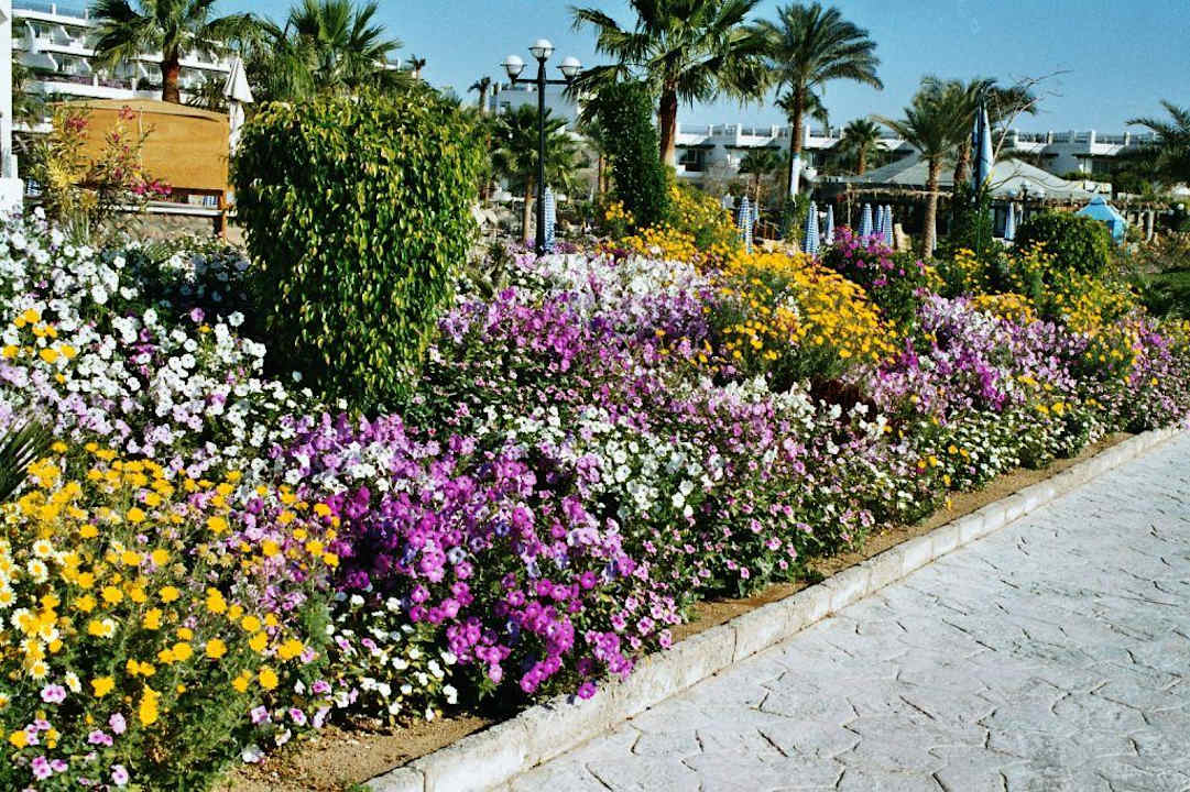 Außenanlage Safir Sharm Waterfalls Resort