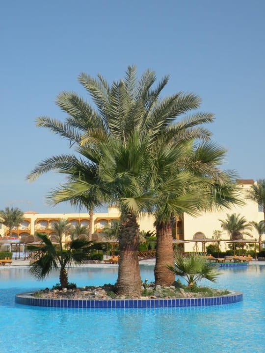 Relaksujący widok Desert Rose