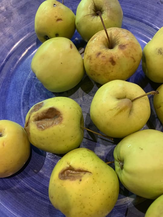 Gastro SBH Costa Calma Beach Resort