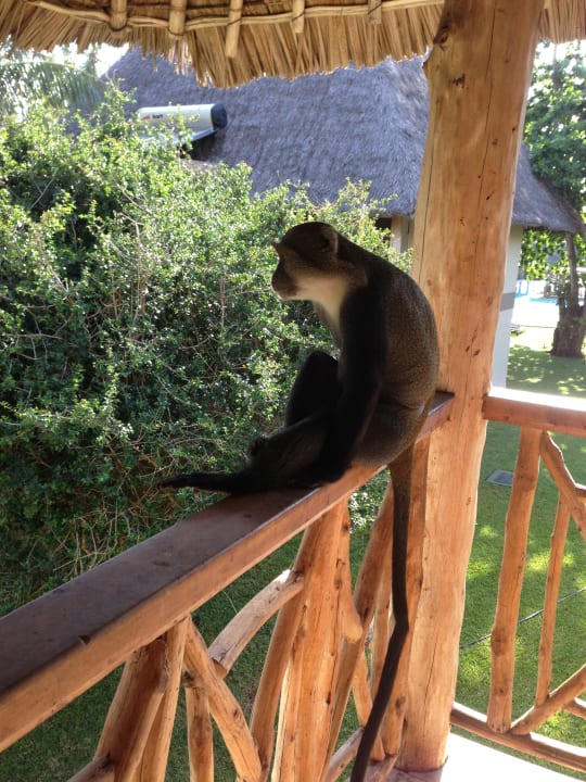 Gartenanlage Neptune Palm Beach Boutique Resort & Spa