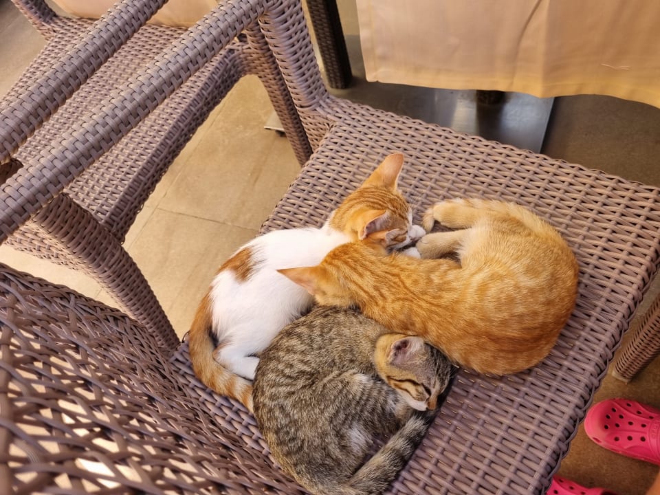 Sonstiges Sherwood Dreams Resort