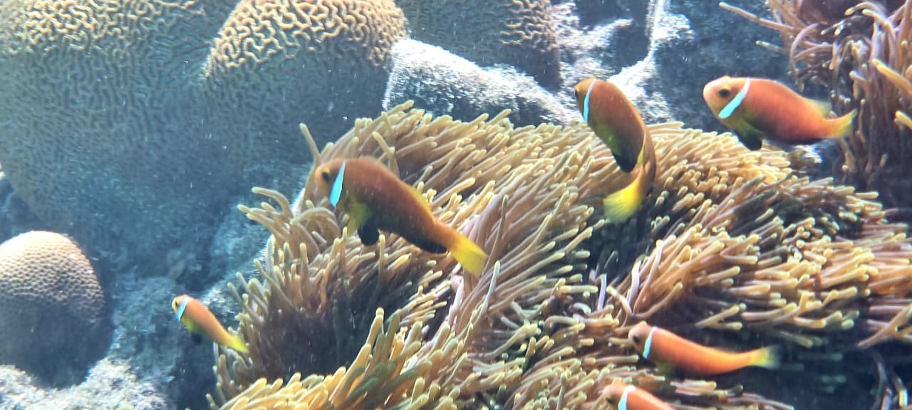 Sport & Freizeit Summer Island Maldives